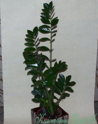 Zamia