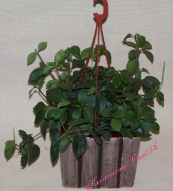 Peperomia